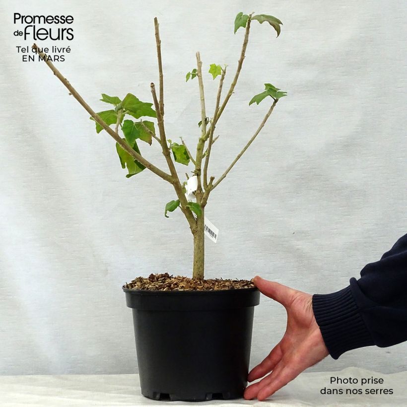 Example of Phymosia umbellata Vaso da 4L/5L as you get in printemps
