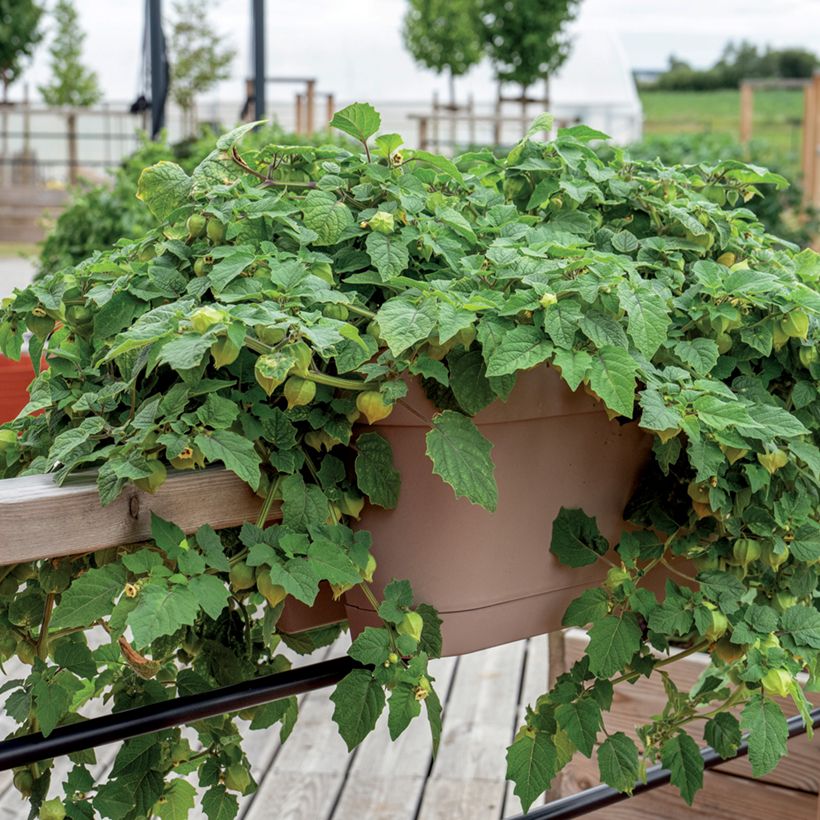 Physalis Preciosa en plant - Cerise de terre (Porto)