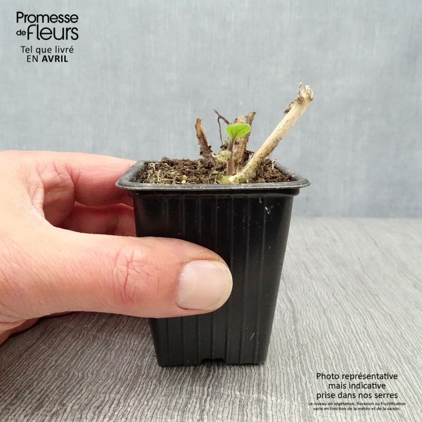 Physalis peruviana Bio (in vasetto)
  - Alchechengio del Perù Vasetto da 7/8 cm esemplare consegnato in primavera