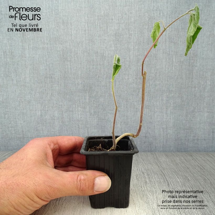 Esemplare di Physalis peruviana Bio (in vasetto)
  - Alchechengio del Perù Vasetto da 7/8 cm come consegnato in autunno