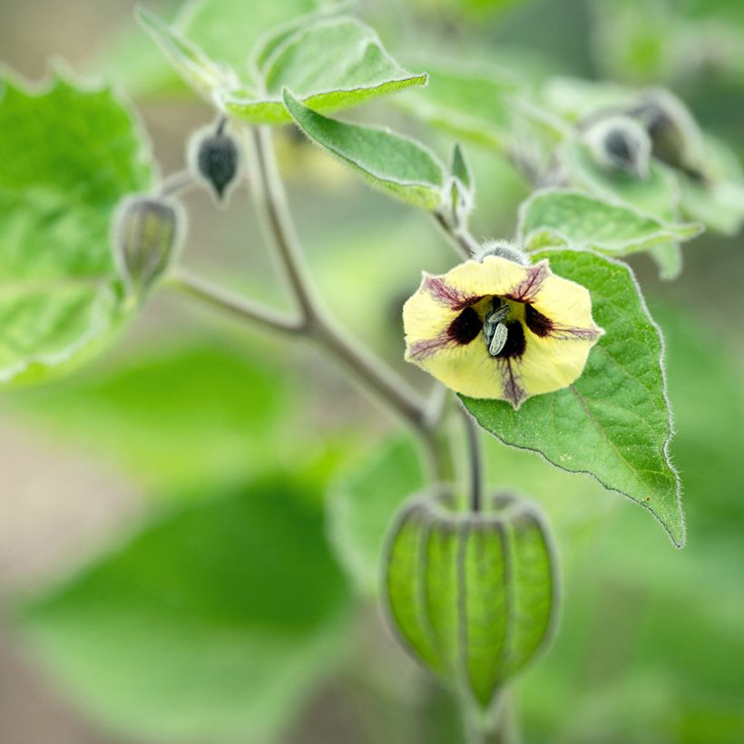 Physalis peruviana - Alchechengio del Perù (Flowering)