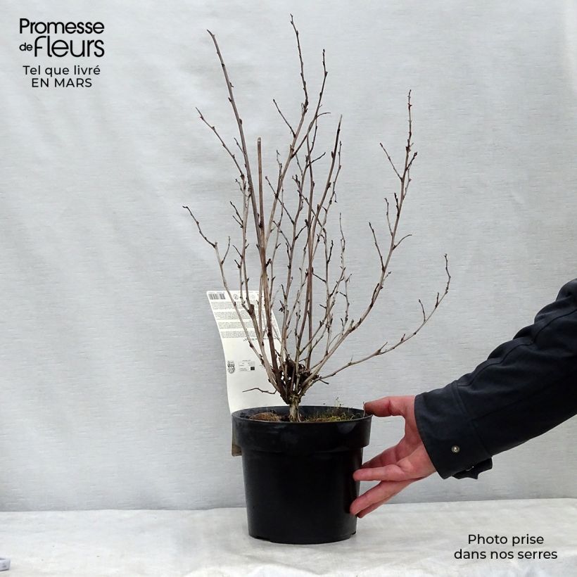 Example of Physocarpus opulifolius Rubella Vaso da 2L/3L as you get in printemps