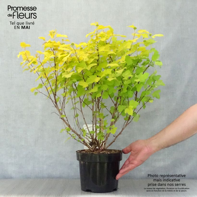 Example of Physocarpus opulifolius Dart's Gold Vaso da 3L/4L as you get in printemps