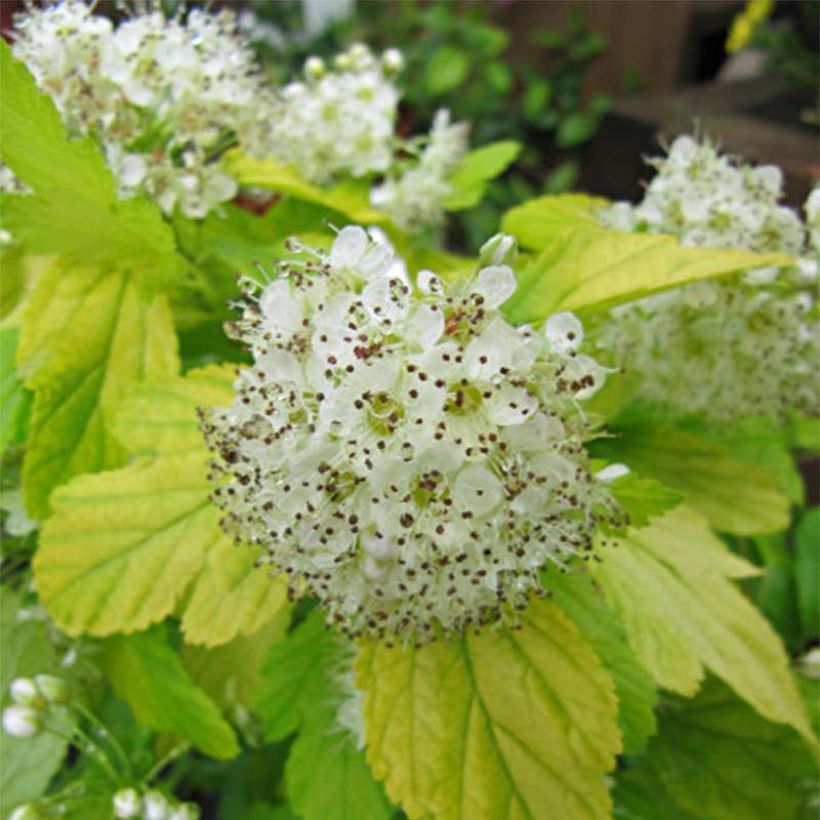 Physocarpus opulifolius Dart's Gold (Flowering)