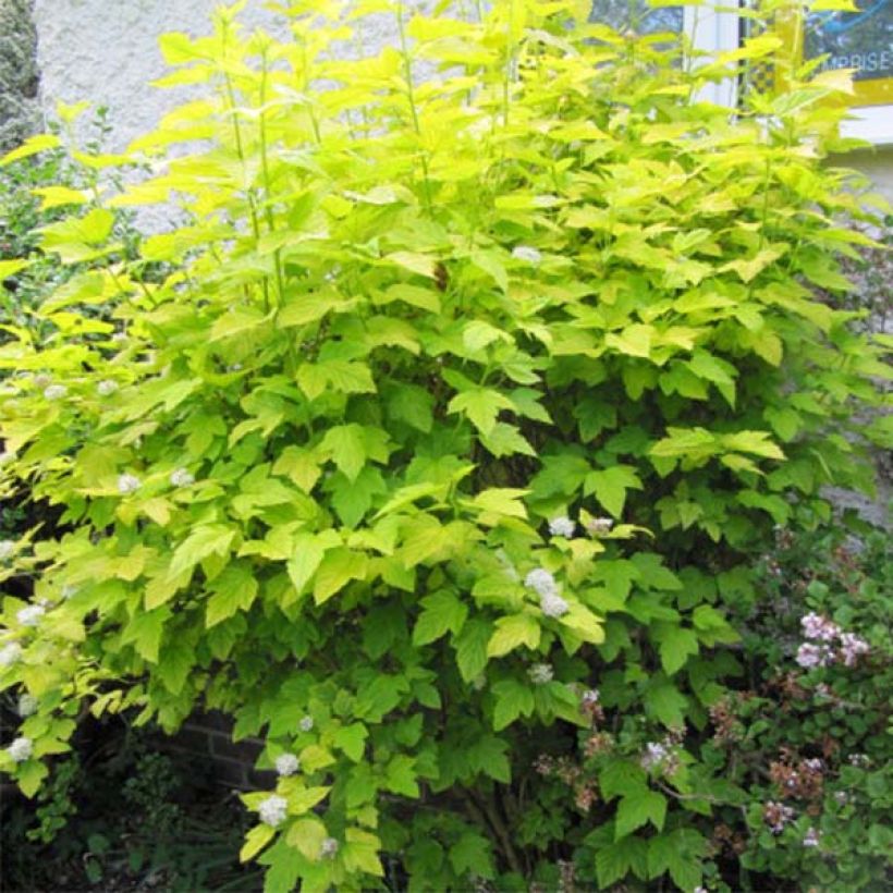 Physocarpus opulifolius Dart's Gold (Plant habit)