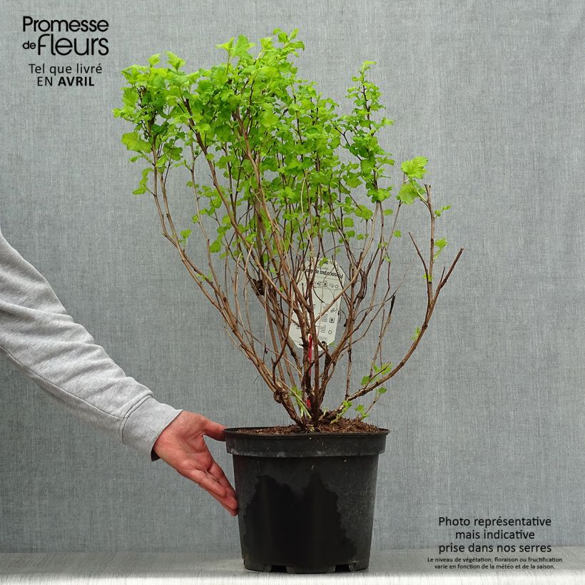 Example of Physocarpus opulifolius Dart's Gold Vaso da 6L/7L as you get in printemps