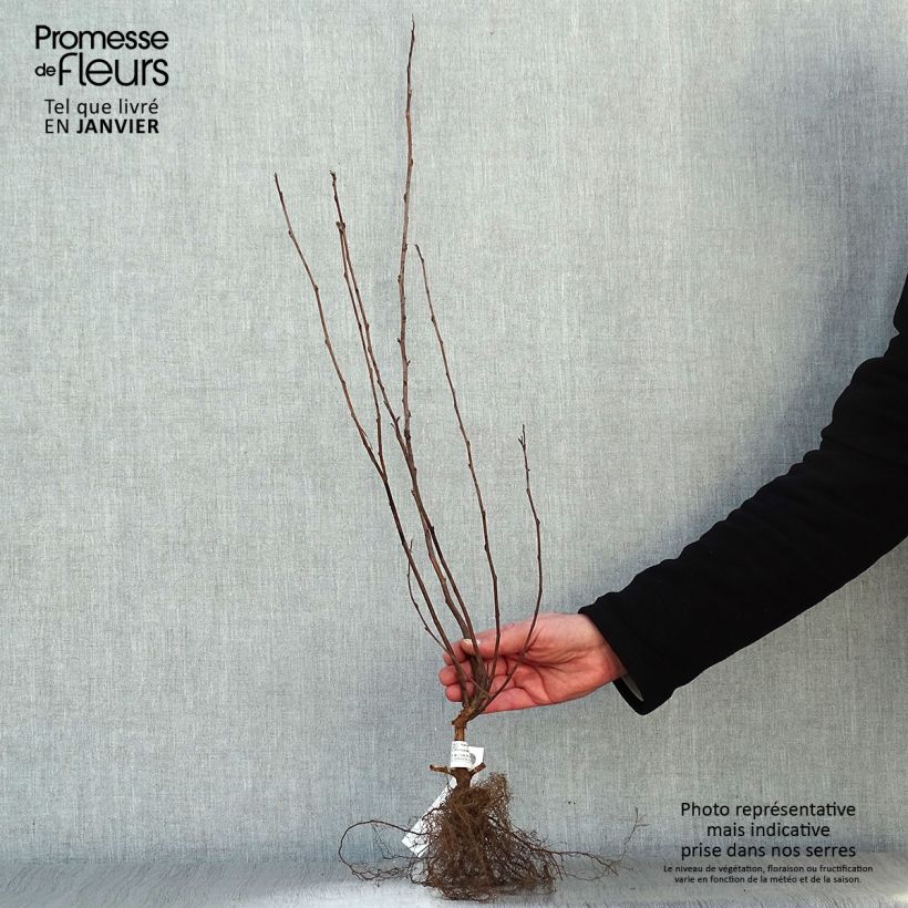 Example of Physocarpus opulifolius Dart's Gold Piante piccole a radice nuda as you get in hiver