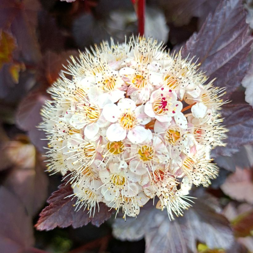 Physocarpus opulifolius Diabolo (Flowering)