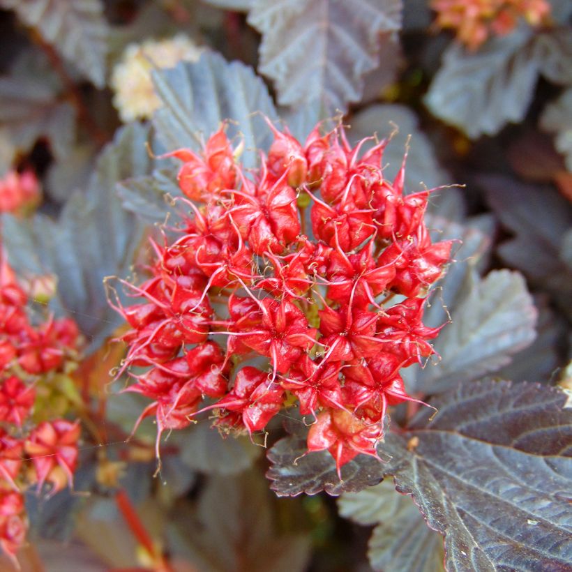 Physocarpus opulifolius Lady in Red (Harvest)