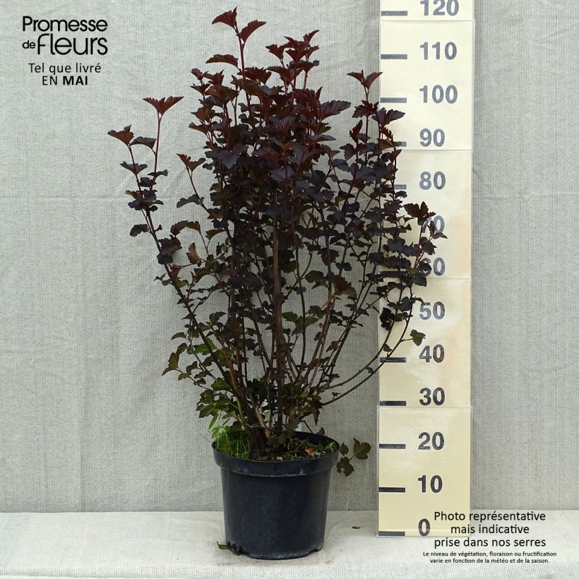 Physocarpus opulifolius Midnight Vaso da 7,5L/10L esemplare consegnato in primavera