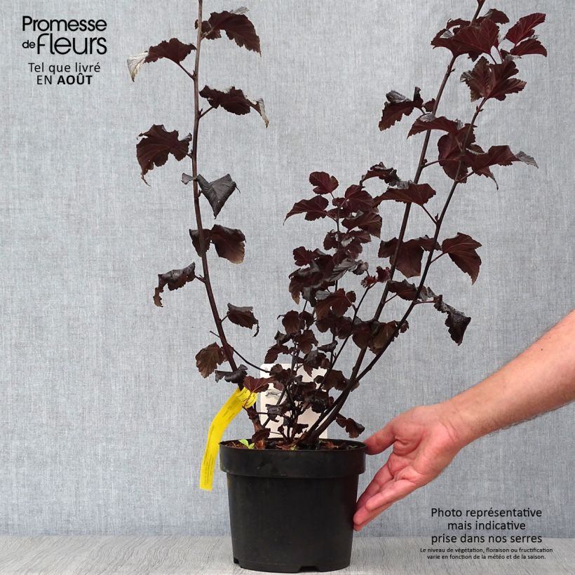 Esemplare di Physocarpus opulifolius Midnight Vaso da 3L/4L consegnato in estate