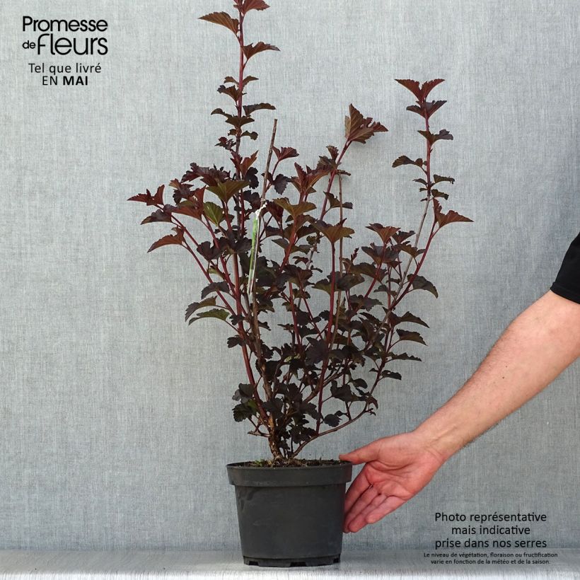 Physocarpus opulifolius Midnight Vaso da 3L/4L esemplare consegnato in primavera