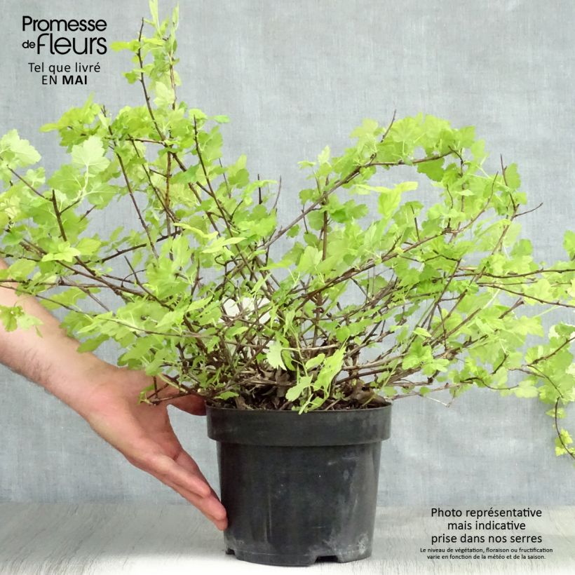 Physocarpus capitatus Tilden Park Vaso da 3L/4L esemplare consegnato in primavera