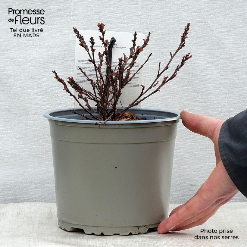 Physocarpus opulifolius All Black Vaso da 3L/4L esemplare consegnato in primavera