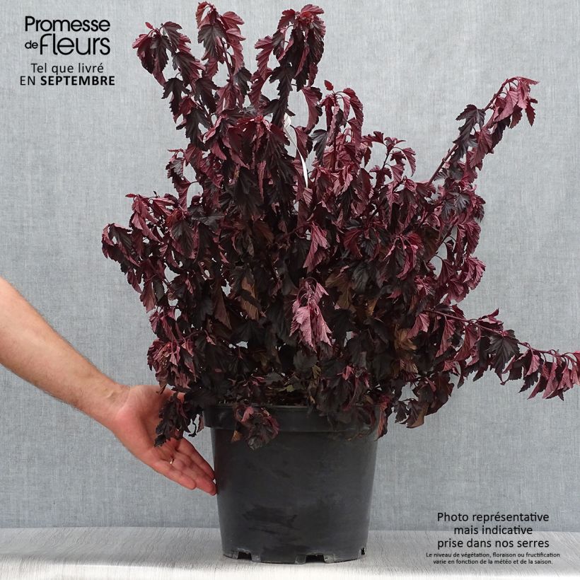 Esemplare di Physocarpus opulifolius All Black Vaso da 7,5L/10L come consegnato in autunno