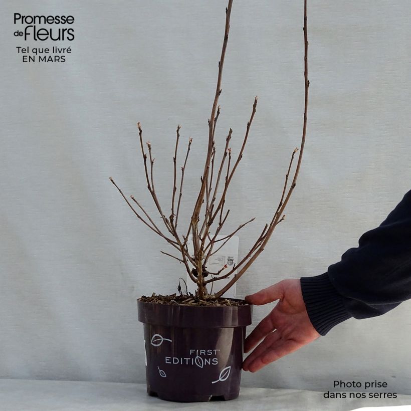 Example of Physocarpus opulifolius Amber Jubilee Vaso da 3L/4L as you get in printemps