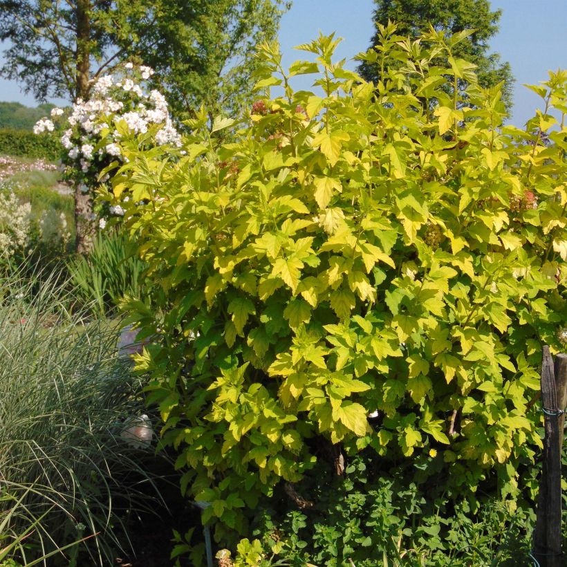 Esempio di esemplare Physocarpus opulifolius Angel Gold - Physocarpe Pot de 3L/4L come consegnato