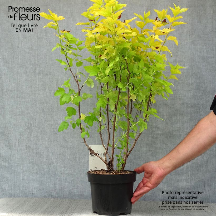 Example of Physocarpus opulifolius Angel Gold Vaso da 3L/4L as you get in printemps