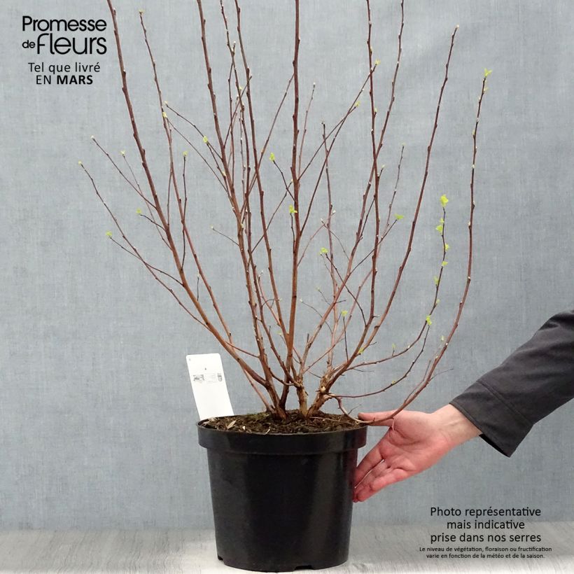 Example of Physocarpus opulifolius Angel Gold Vaso da 7,5L/10L as you get in printemps