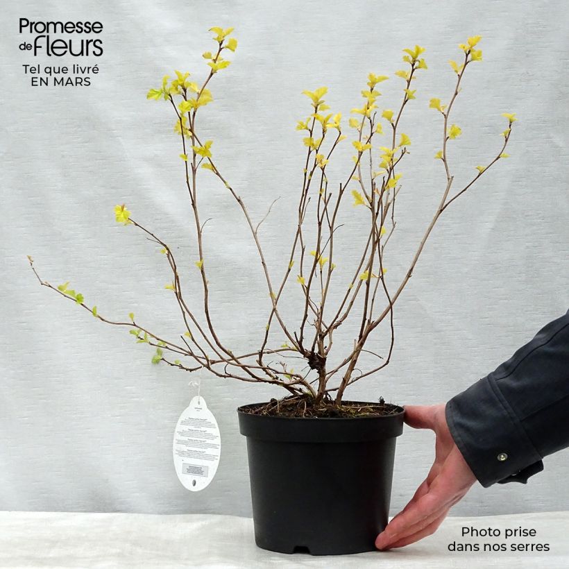 Physocarpus opulifolius Anny's Gold Vaso da 3L/4L esemplare consegnato in primavera