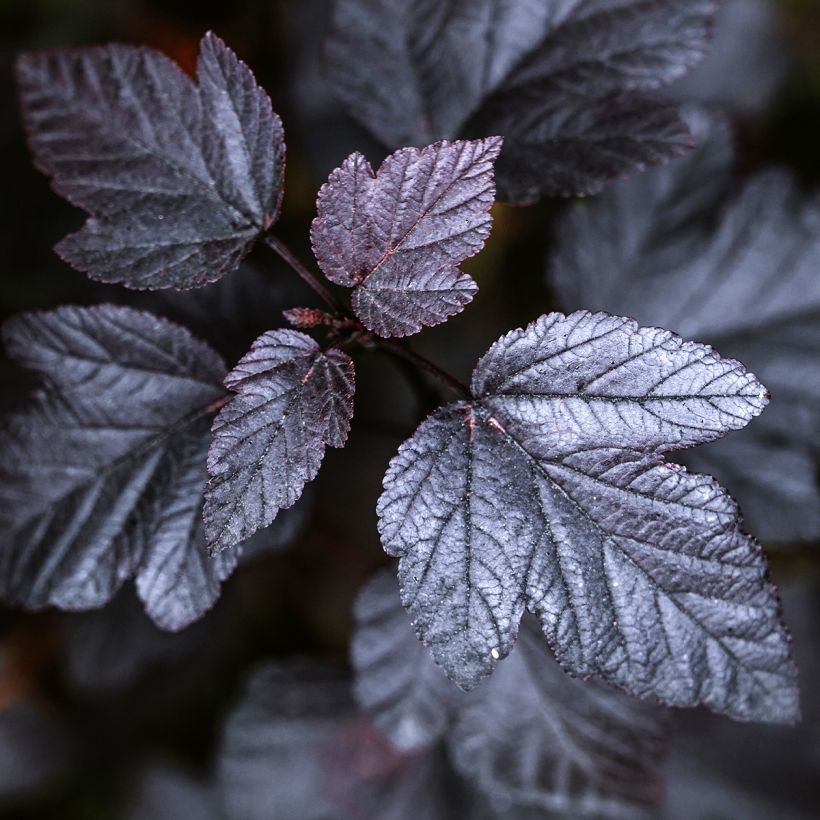 Physocarpus opulifolius Black light (Foliage)