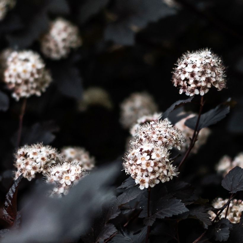 Physocarpus opulifolius Black light (Flowering)