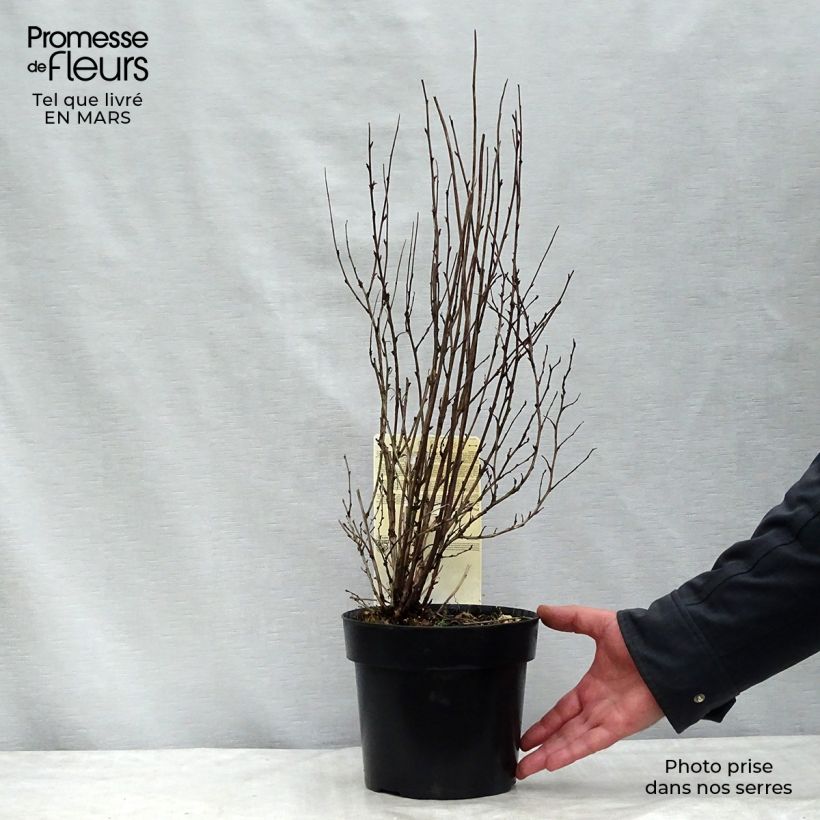 Physocarpus opulifolius Burgundy Candy Vaso da 2L/3L esemplare consegnato in inverno