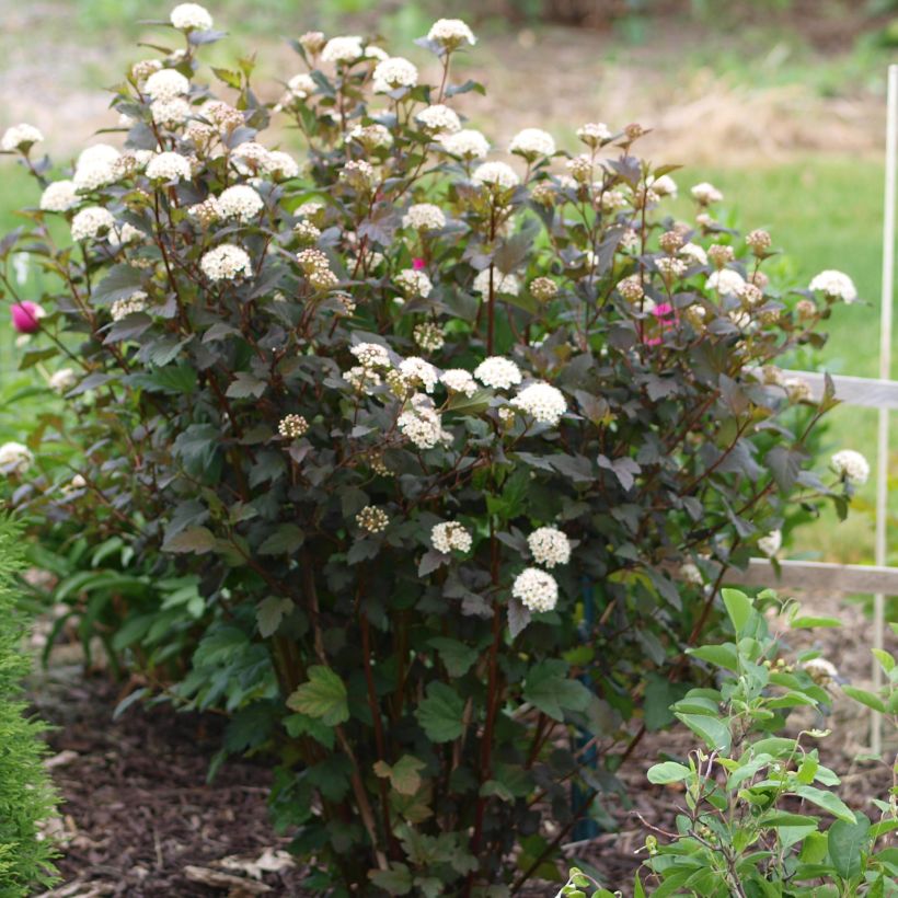 Physocarpus opulifolius Diabolo (Plant habit)