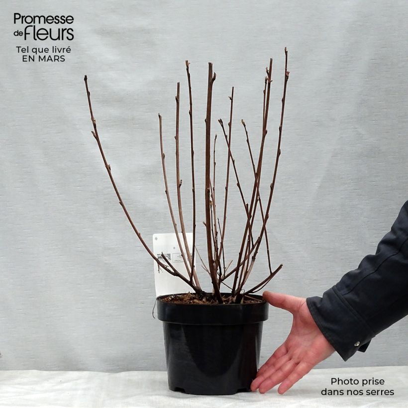 Example of Physocarpus opulifolius Diabolo Vaso da 3L/4L as you get in printemps