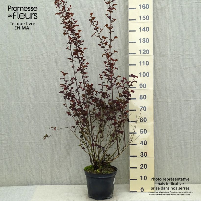 Example of Physocarpus opulifolius Diabolo Vaso da 6L/7L as you get in printemps