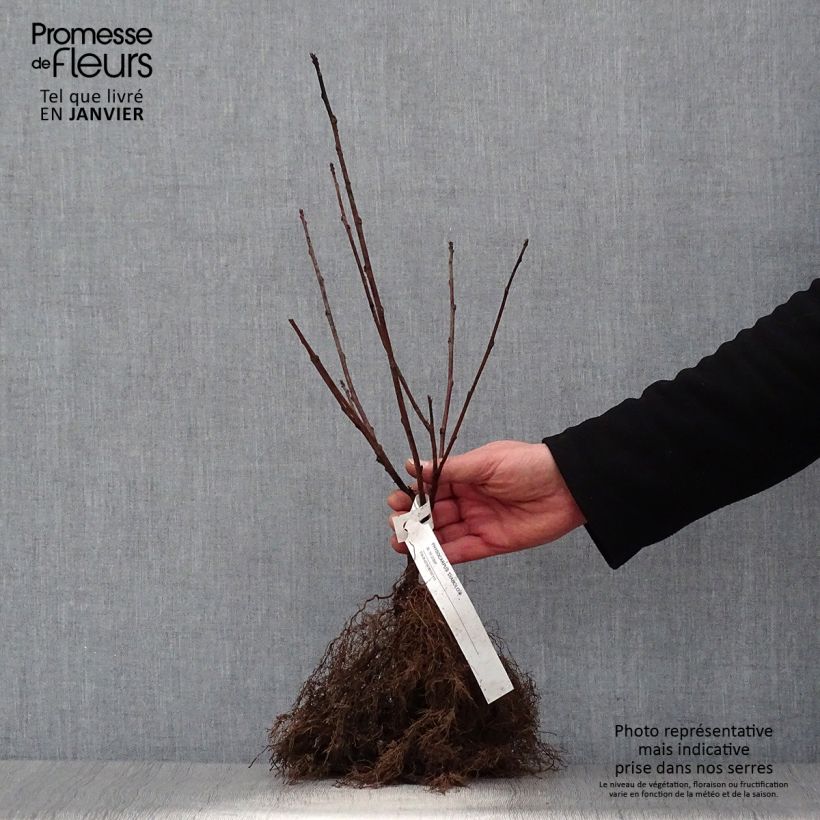 Physocarpus opulifolius Diabolo Piante piccole a radice nuda esemplare consegnato in inverno