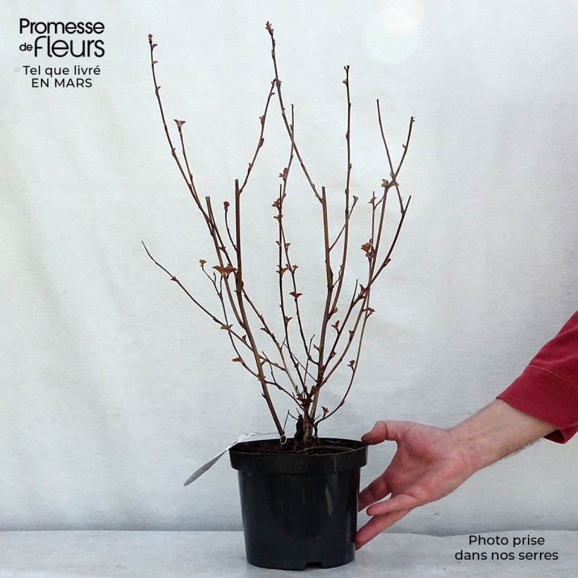 Example of Physocarpus opulifolius Lady in Red Vaso da 3L/4L as you get in printemps