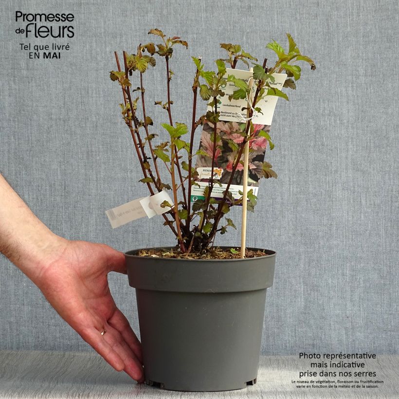 Example of Physocarpus opulifolius Lady in Red Vaso da 3L/4L as you get in printemps