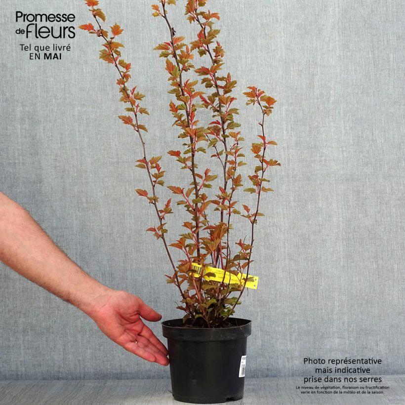 Example of Physocarpus opulifolius Little Angel Vaso da 2L/3L as you get in printemps