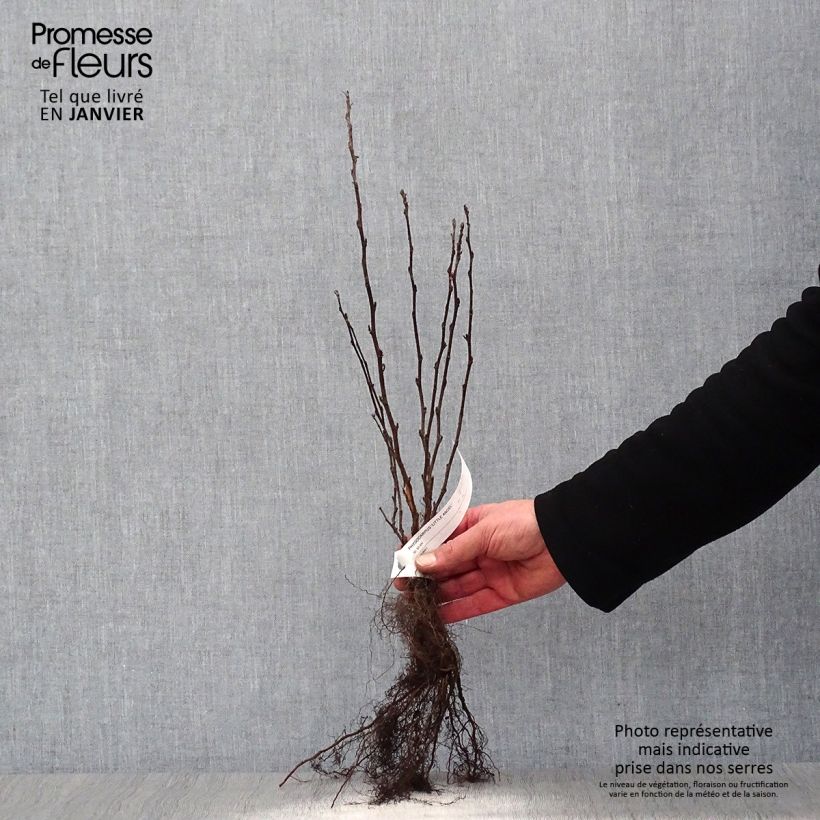 Example of Physocarpus opulifolius Little Angel Piante piccole a radice nuda as you get in hiver