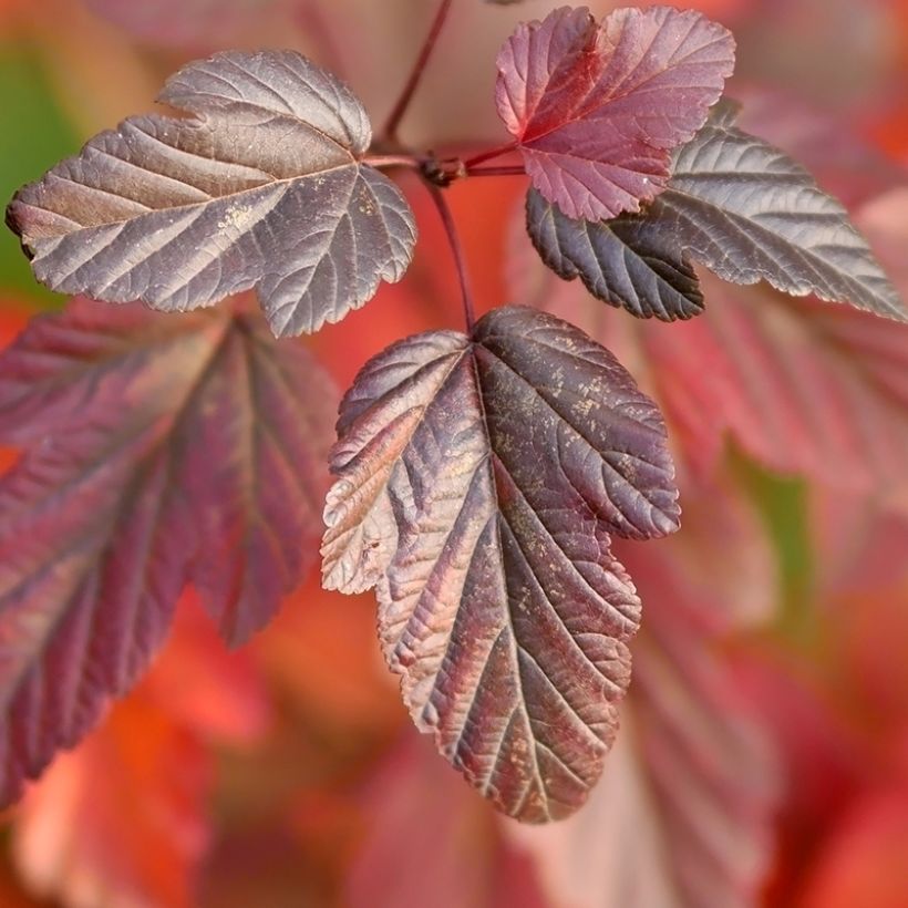 Physocarpus opulifolius Little Angel (Foliage)