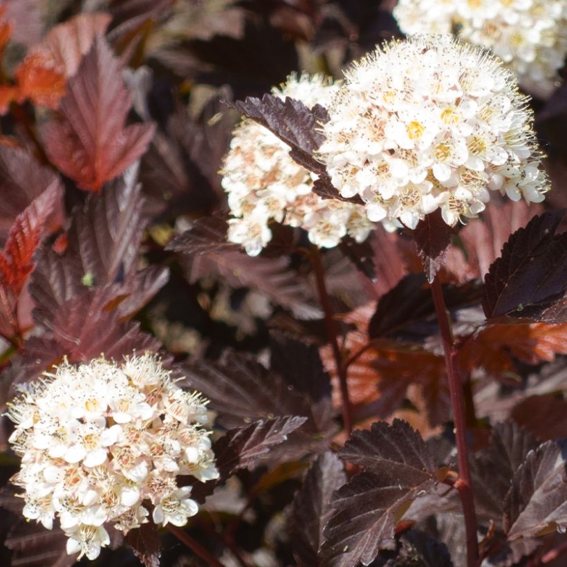 Physocarpus opulifolius Little Angel (Harvest)