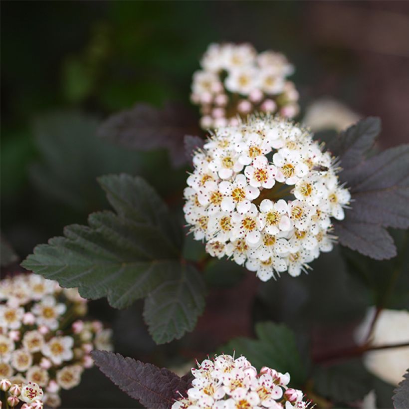 Physocarpus opulifolius Little Devil (Flowering)