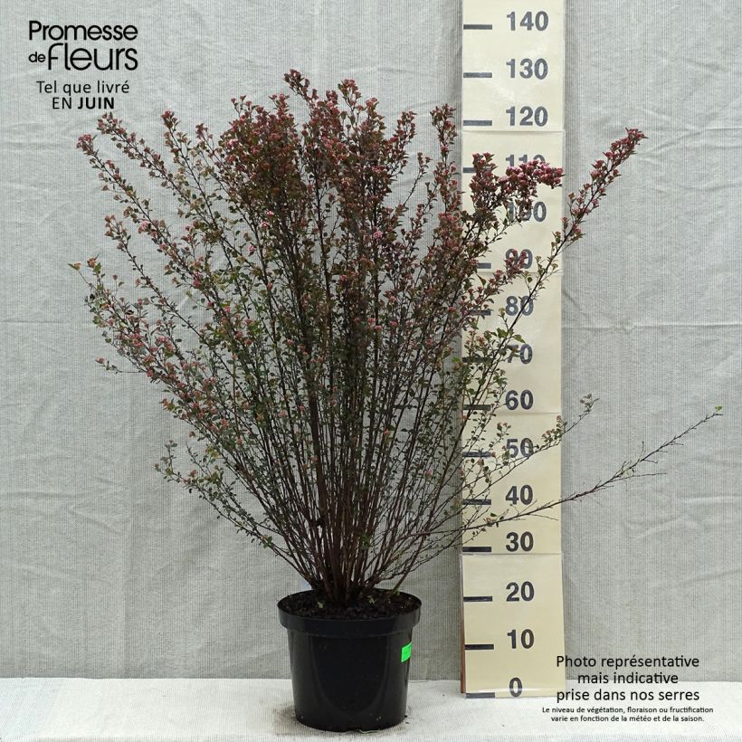 Example of Physocarpus opulifolius Little Devil Vaso da 7,5L/10L as you get in printemps