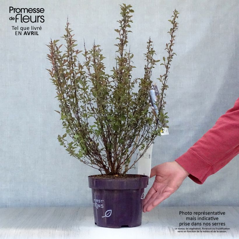 Example of Physocarpus opulifolius Little Devil Vaso da 3L/4L as you get in printemps