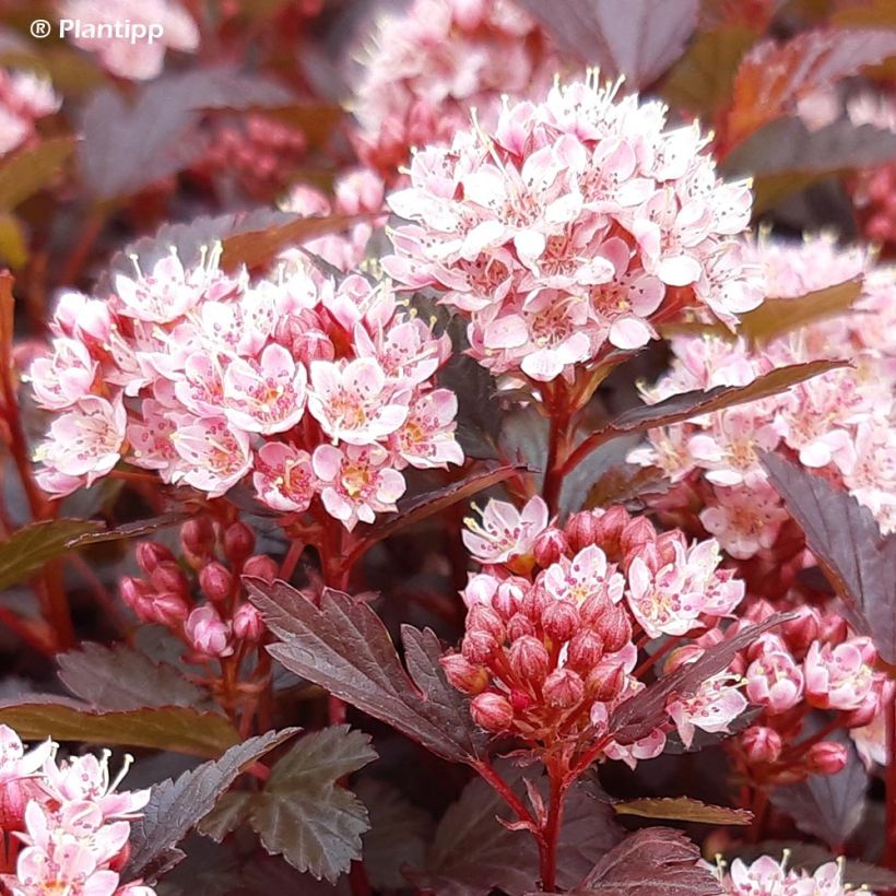 Physocarpus opulifolius Little Joker (Flowering)