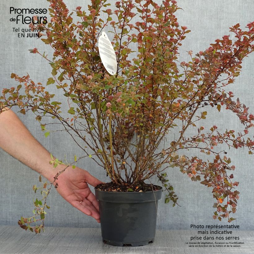 Example of Physocarpus opulifolius Little Joker Vaso da 2L/3L as you get in printemps