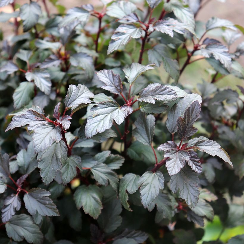 Physocarpus opulifolius Little Joker (Foliage)
