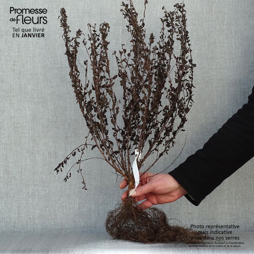 Example of Physocarpus opulifolius Little Joker Piante piccole a radice nuda as you get in hiver