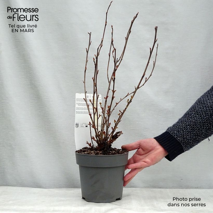 Physocarpus opulifolius Perspektiva Vaso da 2L/3L esemplare consegnato in inverno