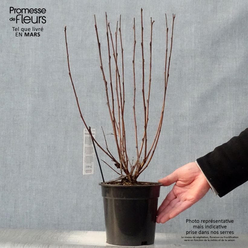 Example of Physocarpus opulifolius Red Baron Vaso da 2L/3L as you get in printemps