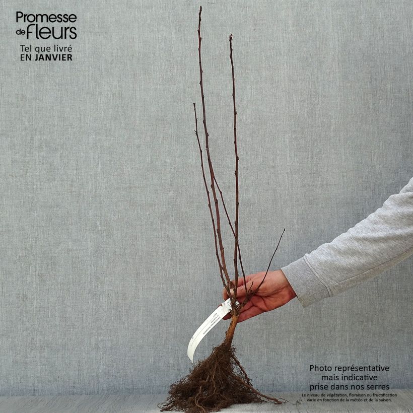 Example of Physocarpus opulifolius Red Baron Piante piccole a radice nuda as you get in hiver