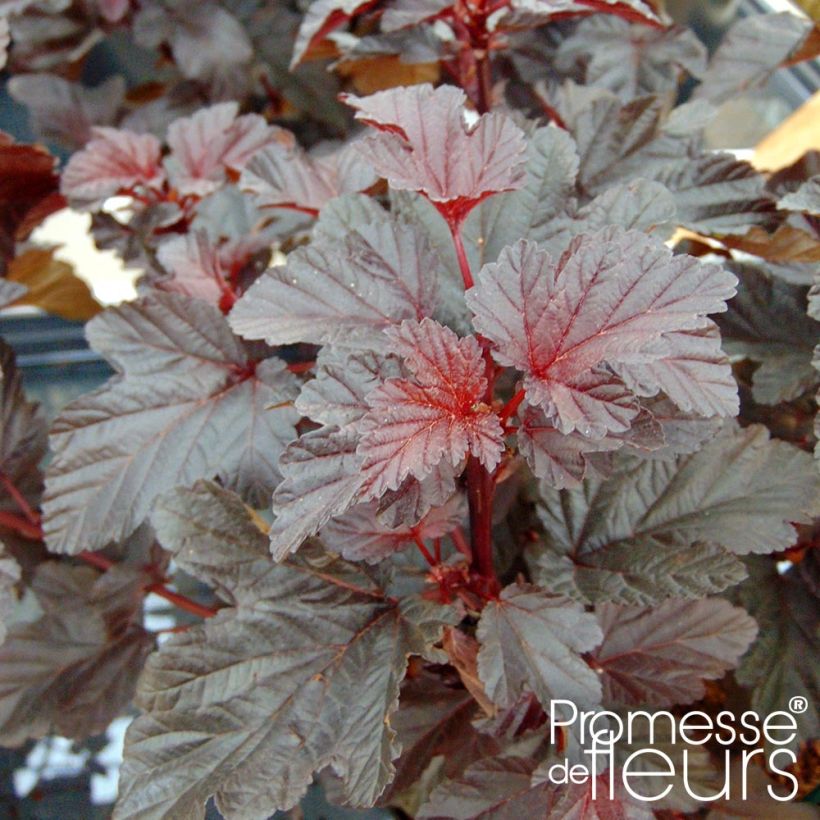 Physocarpus opulifolius Rubella (Foliage)
