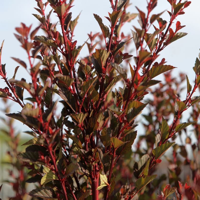 Physocarpus opulifolius Spicy Devil (Porto)
