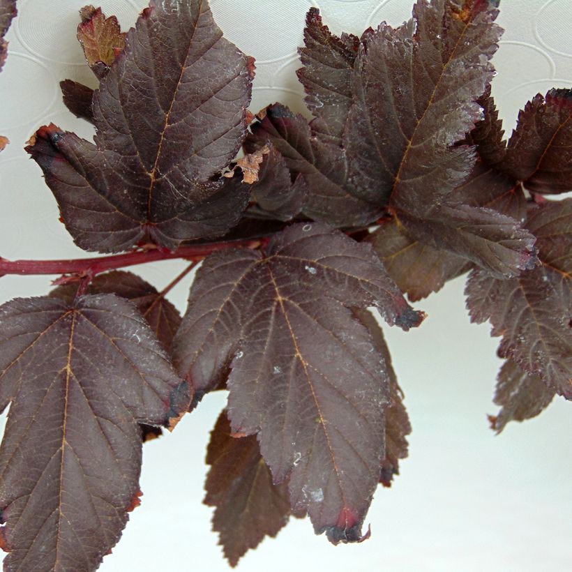 Physocarpus opulifolius Summer Wine (Foliage)